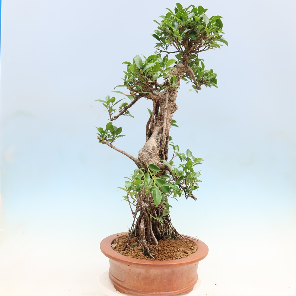 Kamerbonsai - Ficus kimmen - kleinbladige ficus