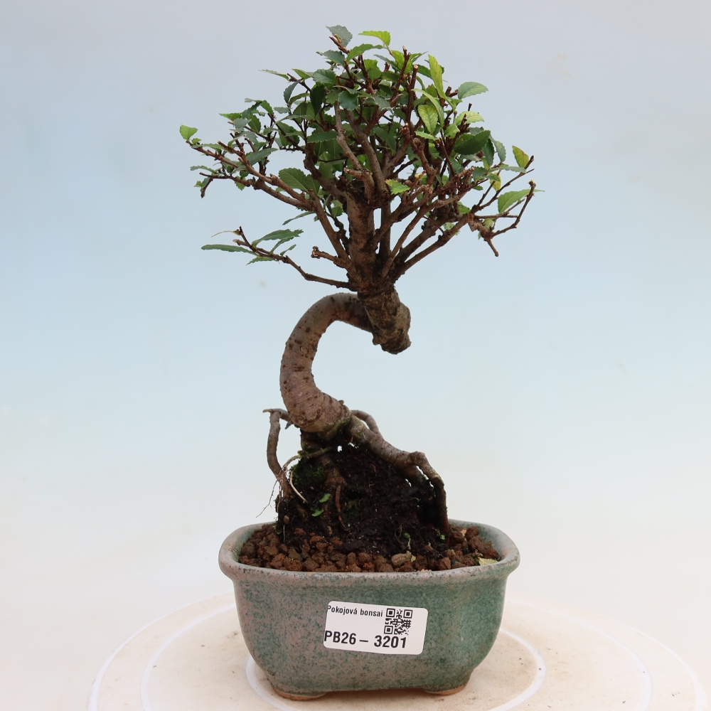 Kamerbonsai - Ulmus parvifolia - Winteriep