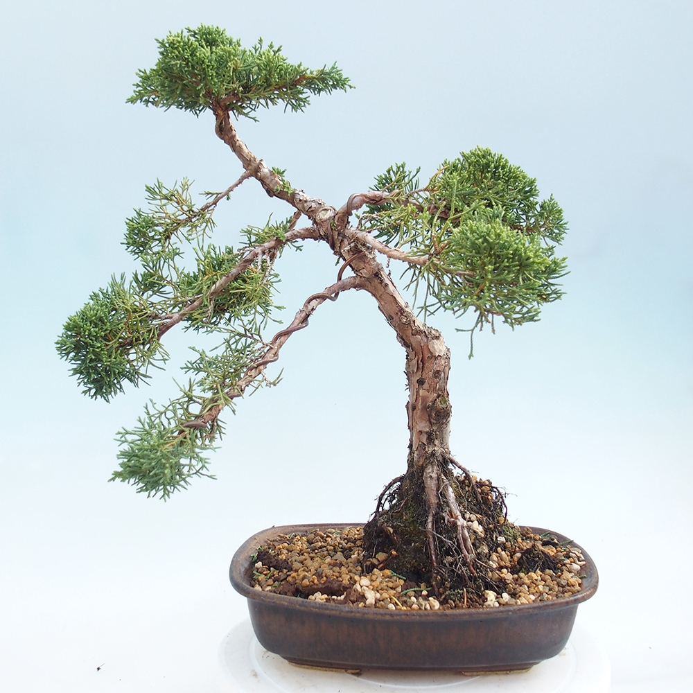Bonsai voor buiten - Juniperus chinensis Kishu