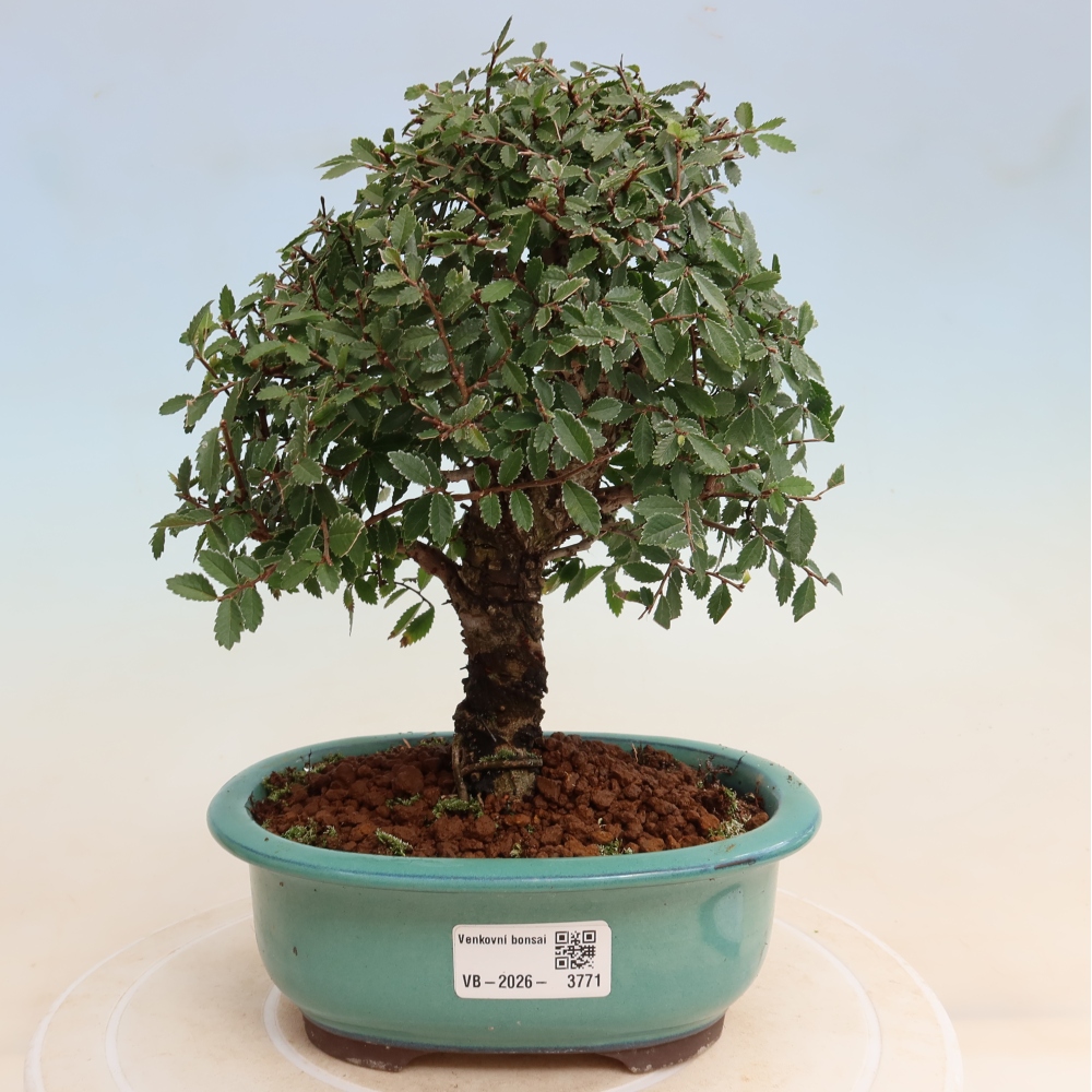Bonsai voor buiten - Zelkova - Zelkova NIRE
