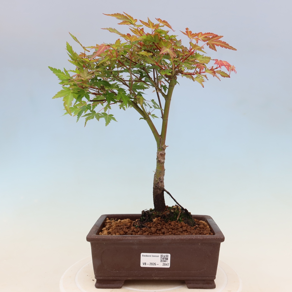 Noorse esdoorn - Acer palmatum Beni Tsukasa