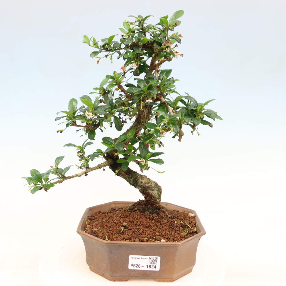 Kamerbonsai - Carmona macrophylla - Thee fuki
