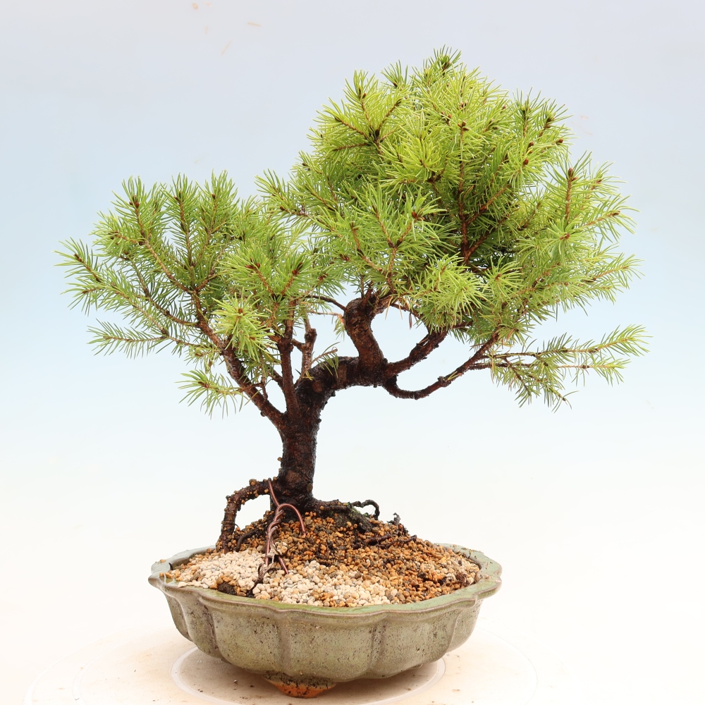 Buitenbonsai – Grijze spar – Picea glauca globe
