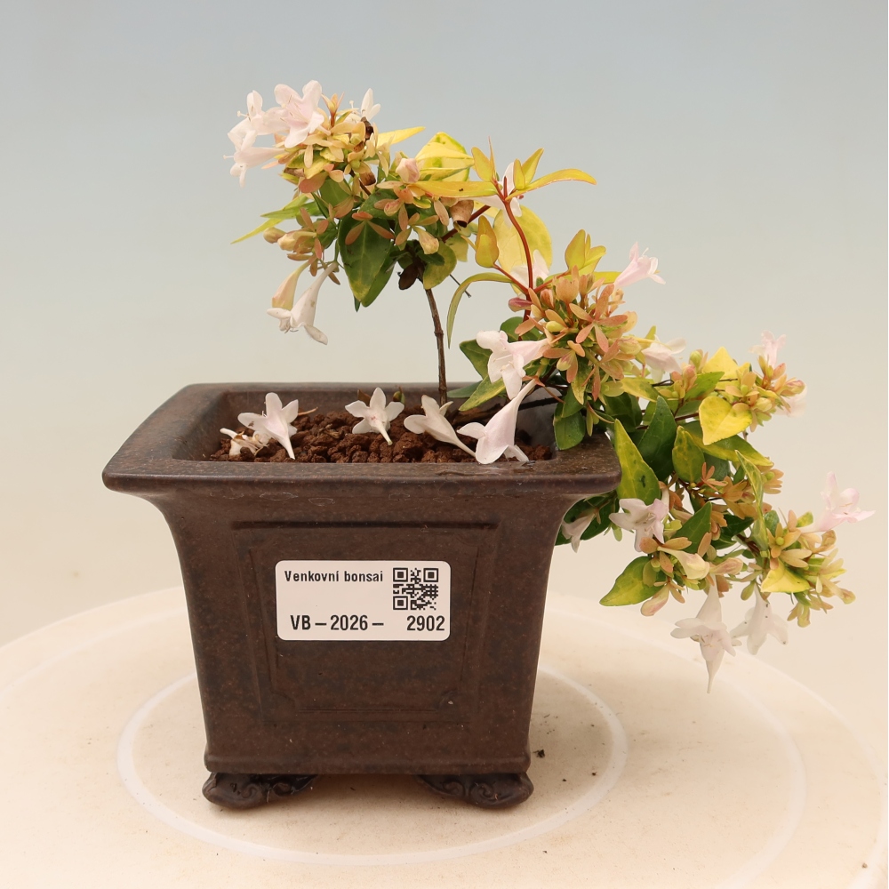 Buitenbonsai - Abelia gr. Kleidoscope - Grootbloemige abelia