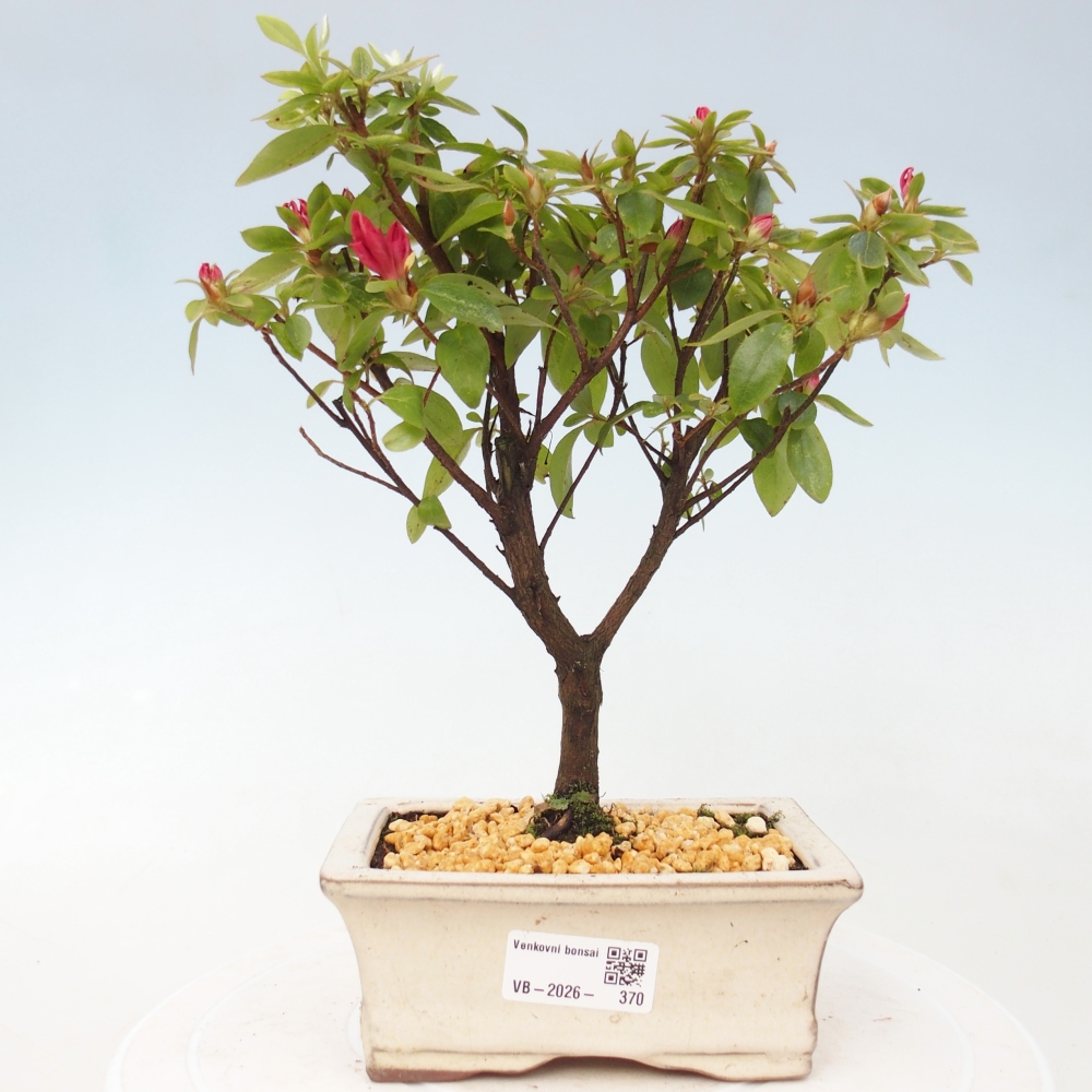Bonsai voor buiten - Japanse azalea - Azalea sp.