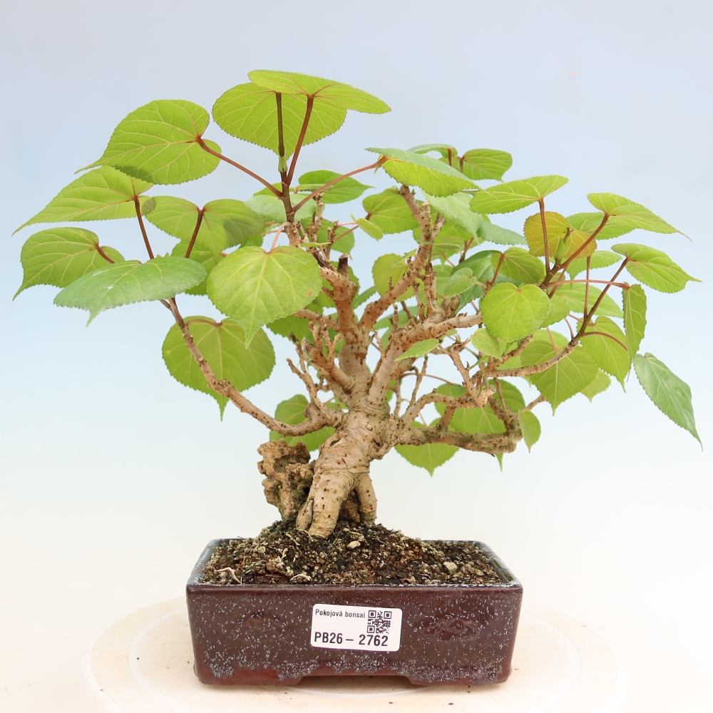 Bonsai voor binnen - Hibiscus tiliaceus - Zee Hibiscus