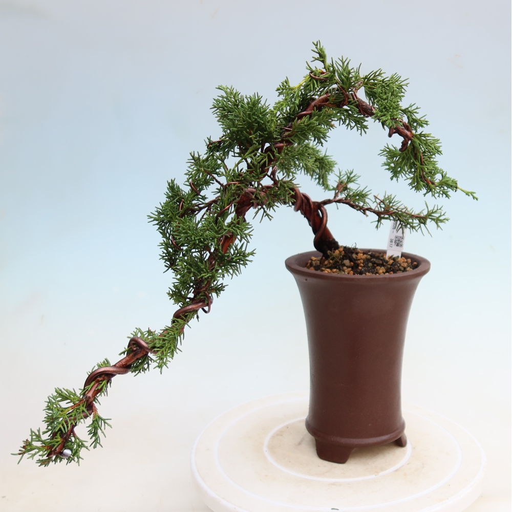 Bonsai voor buiten - Juniperus chinensis Kishu