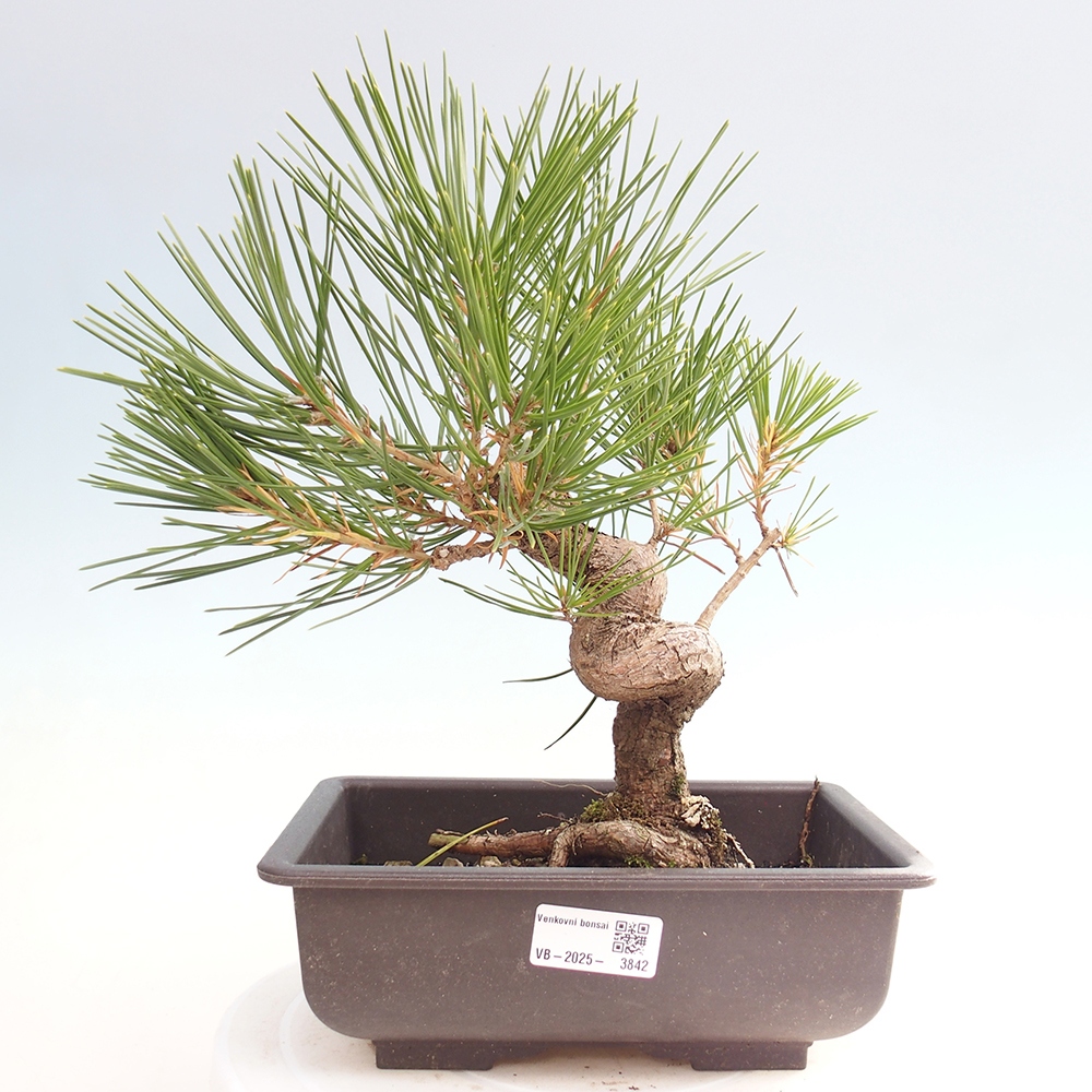 Bonsai voor buiten - Pinus thunbergii - Thunberg den