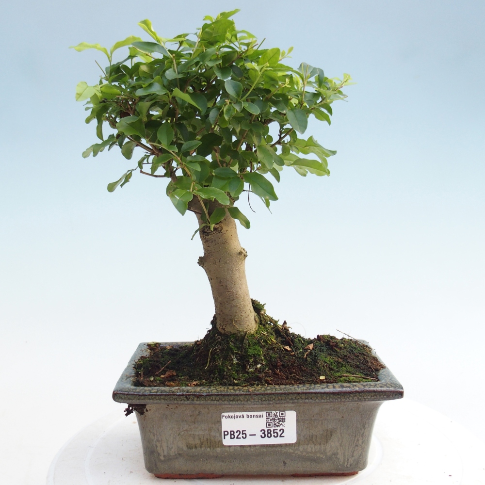 Kamerbonsai -Ligustrum chinensis - Vogelsnavel