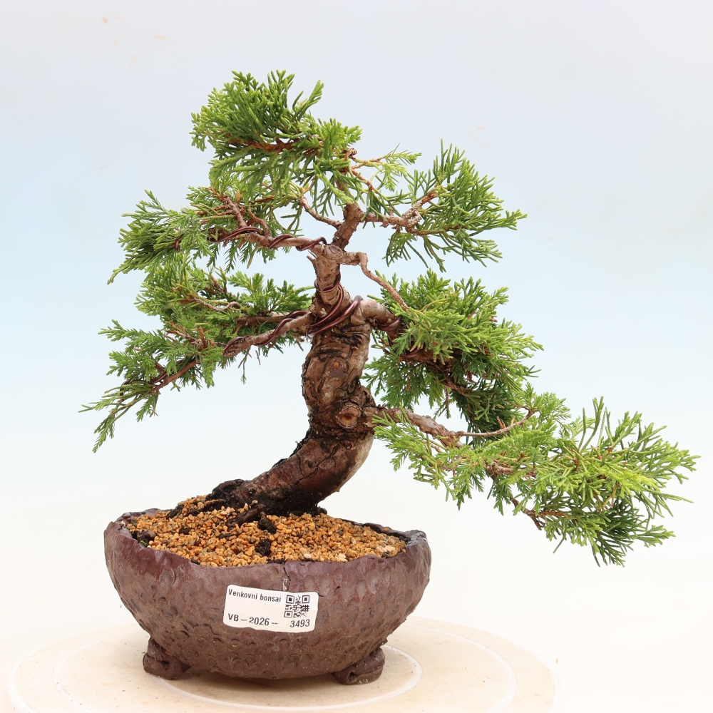 Bonsai voor buiten - Juniperus chinensis Itoigawa-Juniperus chinensis