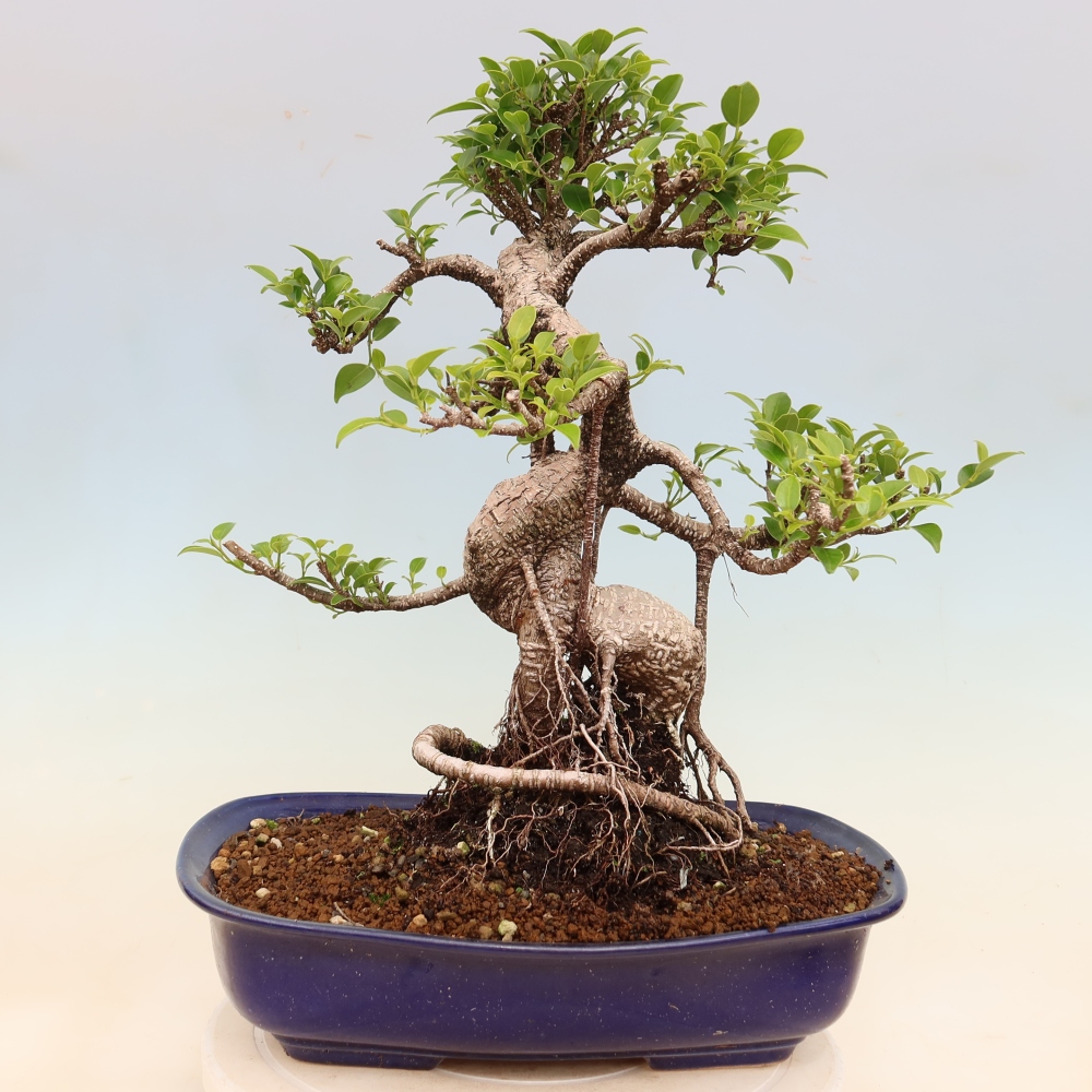 Kamerbonsai - Ficus kimmen - kleinbladige ficus