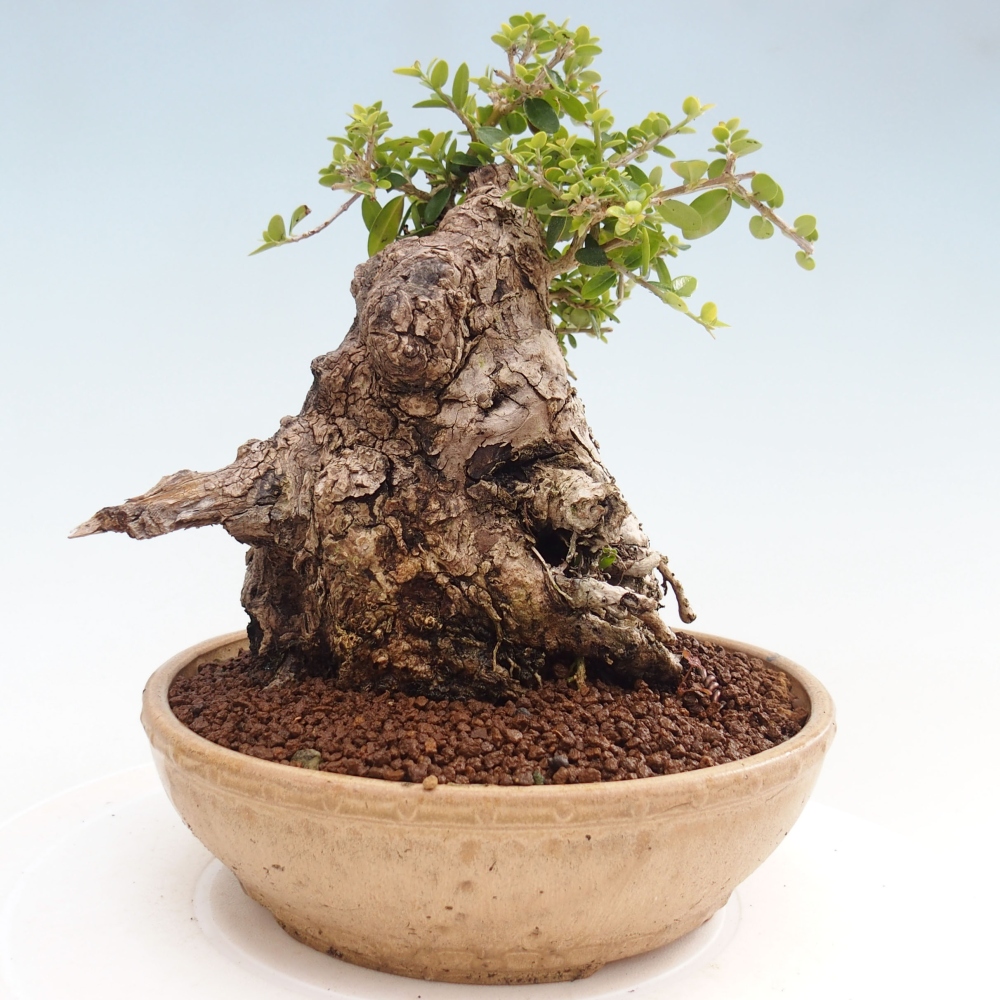 Bonsai voor binnen - Olea europaea sylvestris