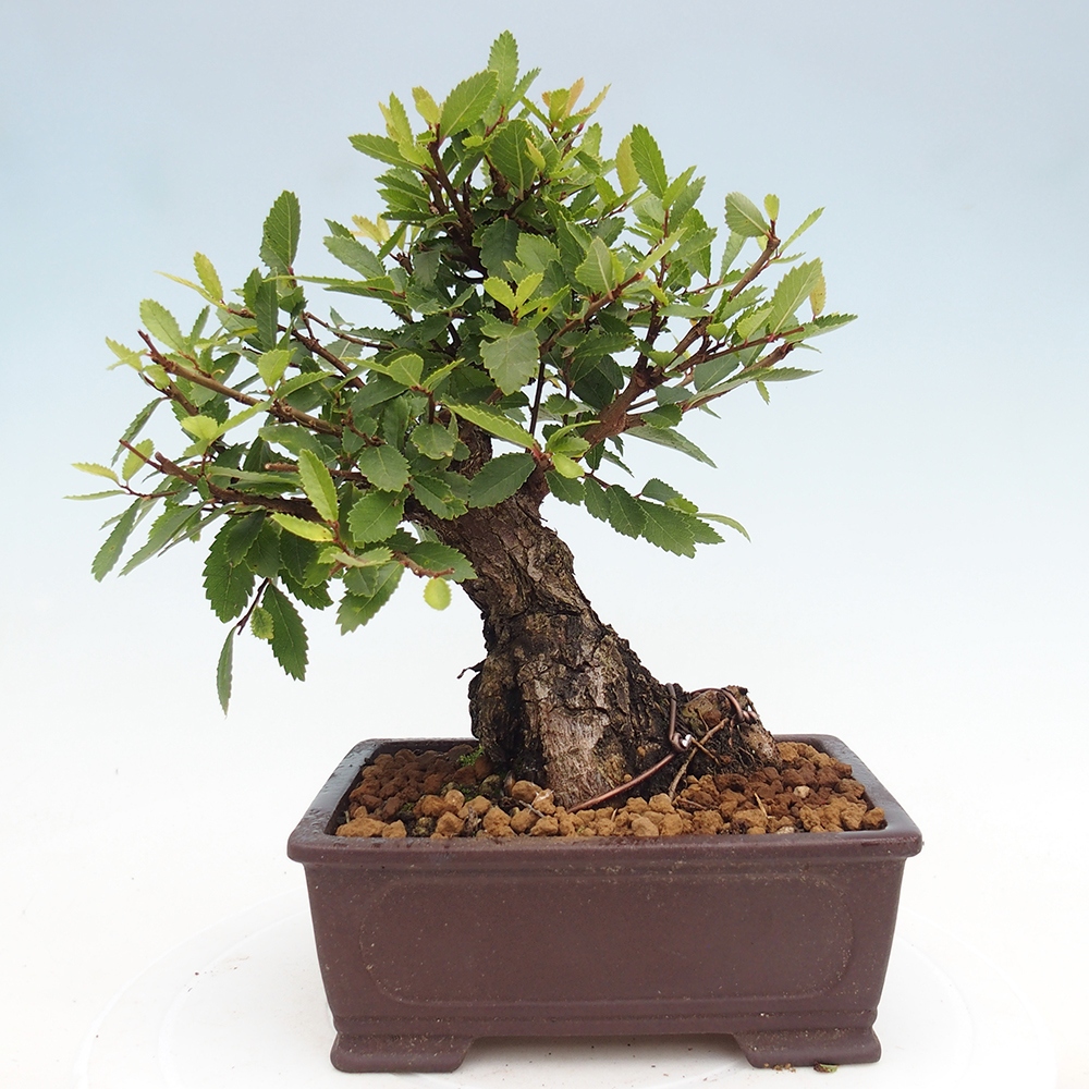 Bonsai voor buiten - Zelkova - Zelkova NIRE