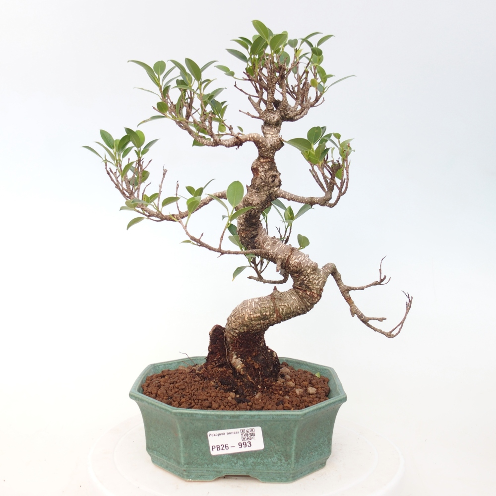 Kamerbonsai - Ficus retusa - kleinbladige ficus