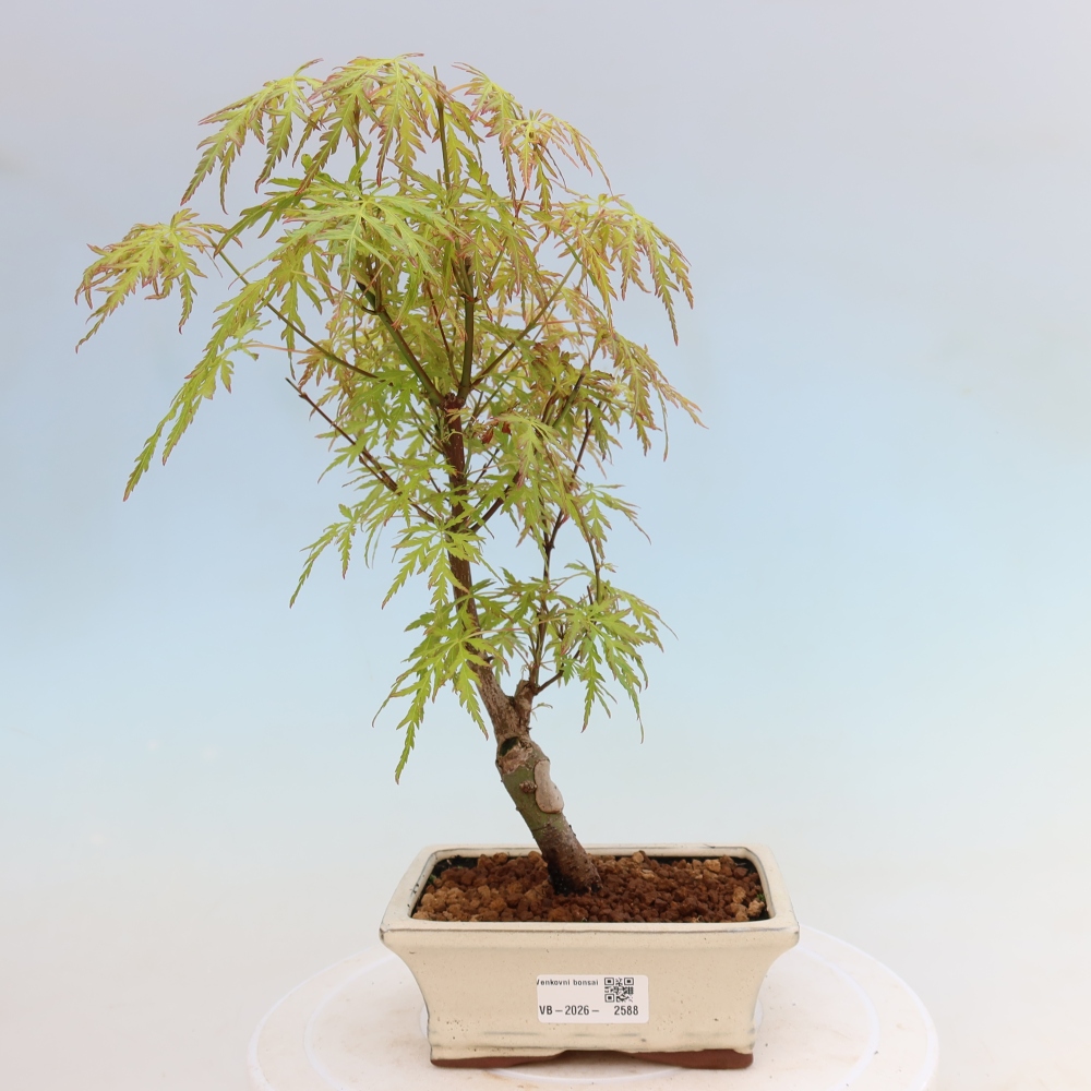 Bonsai voor buiten - Acer palmatum Dissectum