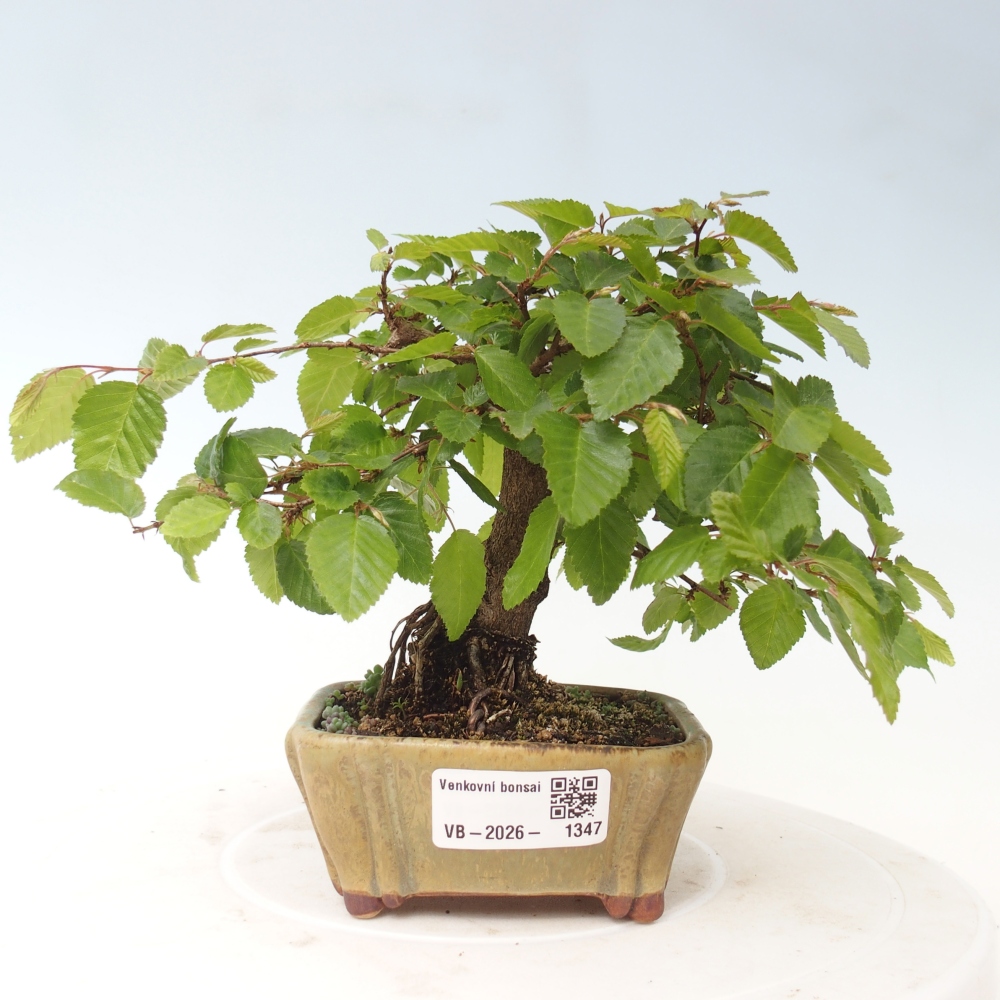 Bonsai voor buiten -Carpinus CARPINOIDES - Koreaanse haagbeuk
