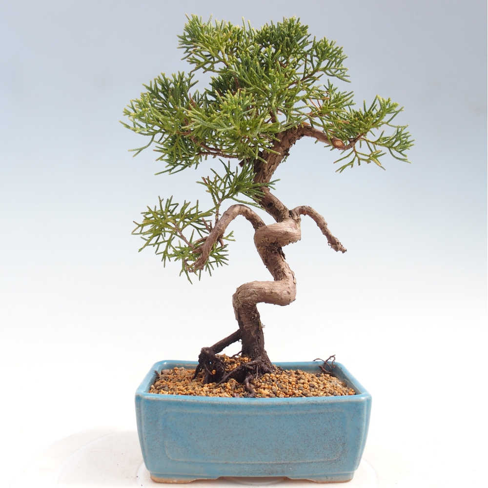 Bonsai voor buiten - Juniperus chinensis Kishu