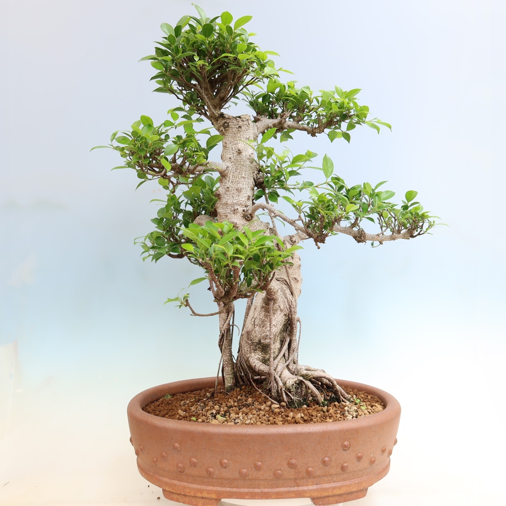 Kamerbonsai - Ficus kimmen - kleinbladige ficus