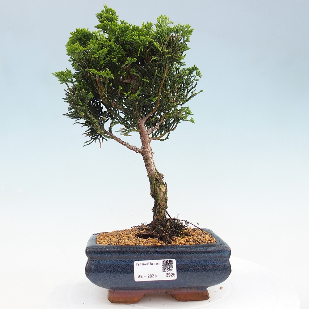 Bonsai voor buiten - Cham.pis obtusa Nana Gracilis - Cipres