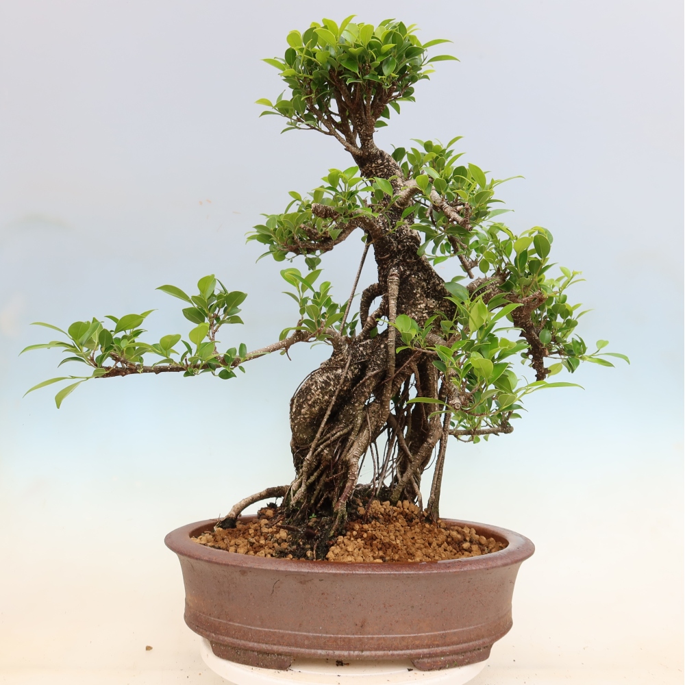 Kamerbonsai - Ficus kimmen - kleinbladige ficus