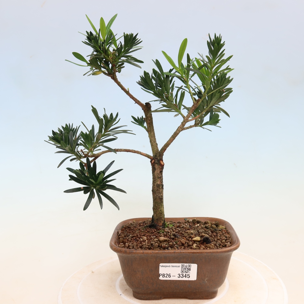 Kamerbonsai - Podocarpus - Taxus