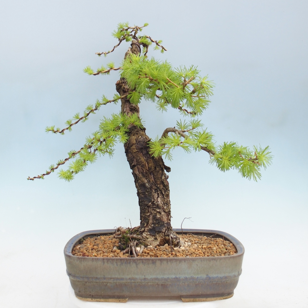Bonsai voor buiten -Larix decidua - Lariks