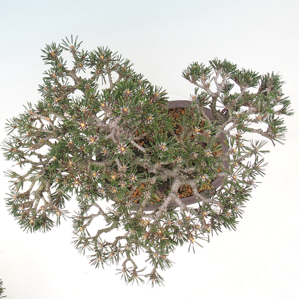 Bonsai voor buiten - Pinus thunbergii Kotobuki - Thunberg den