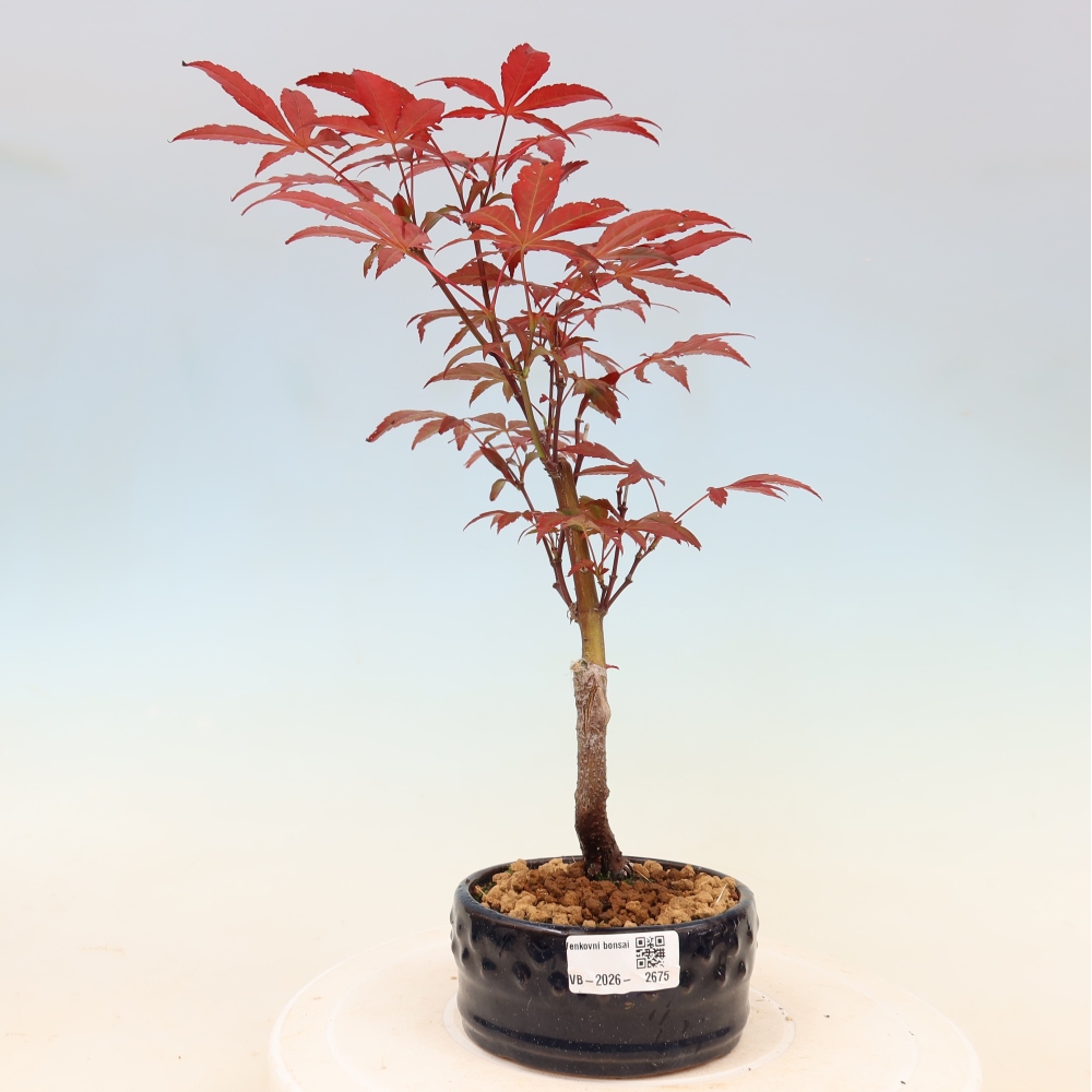 Bonsai voor buiten - Acer palm. Atropurpureum-Javorpalm