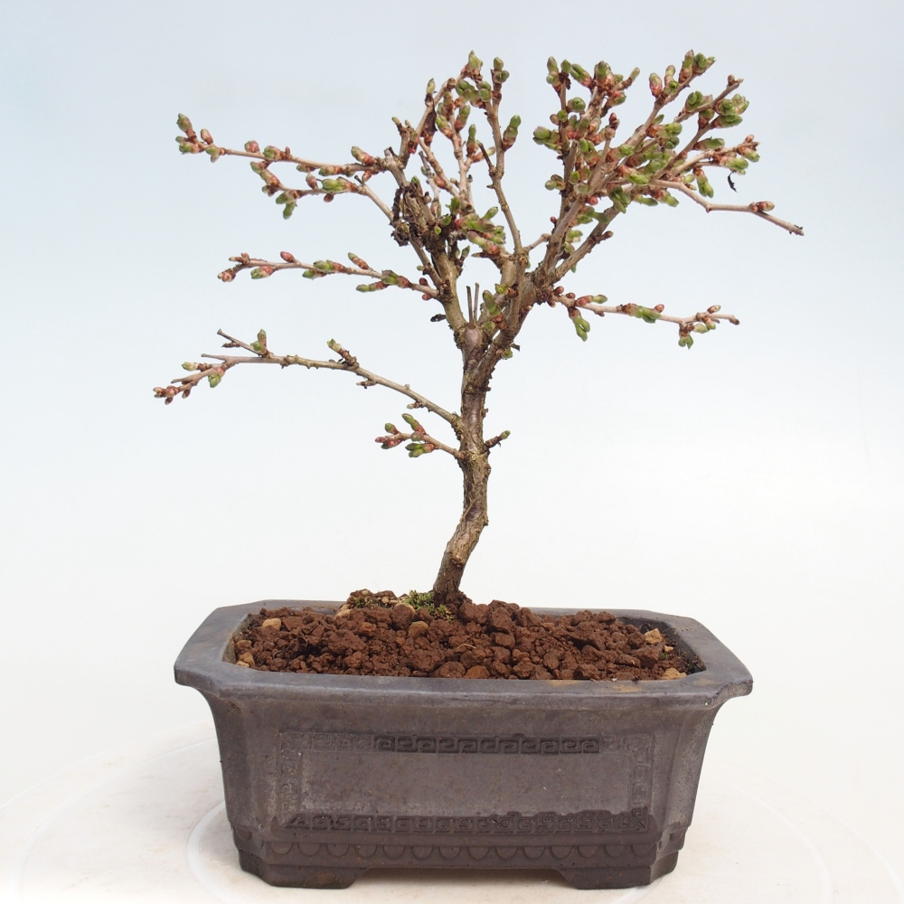Bonsai voor buiten - Prunus incisa Kojou-no mai-Plivon uitgesneden