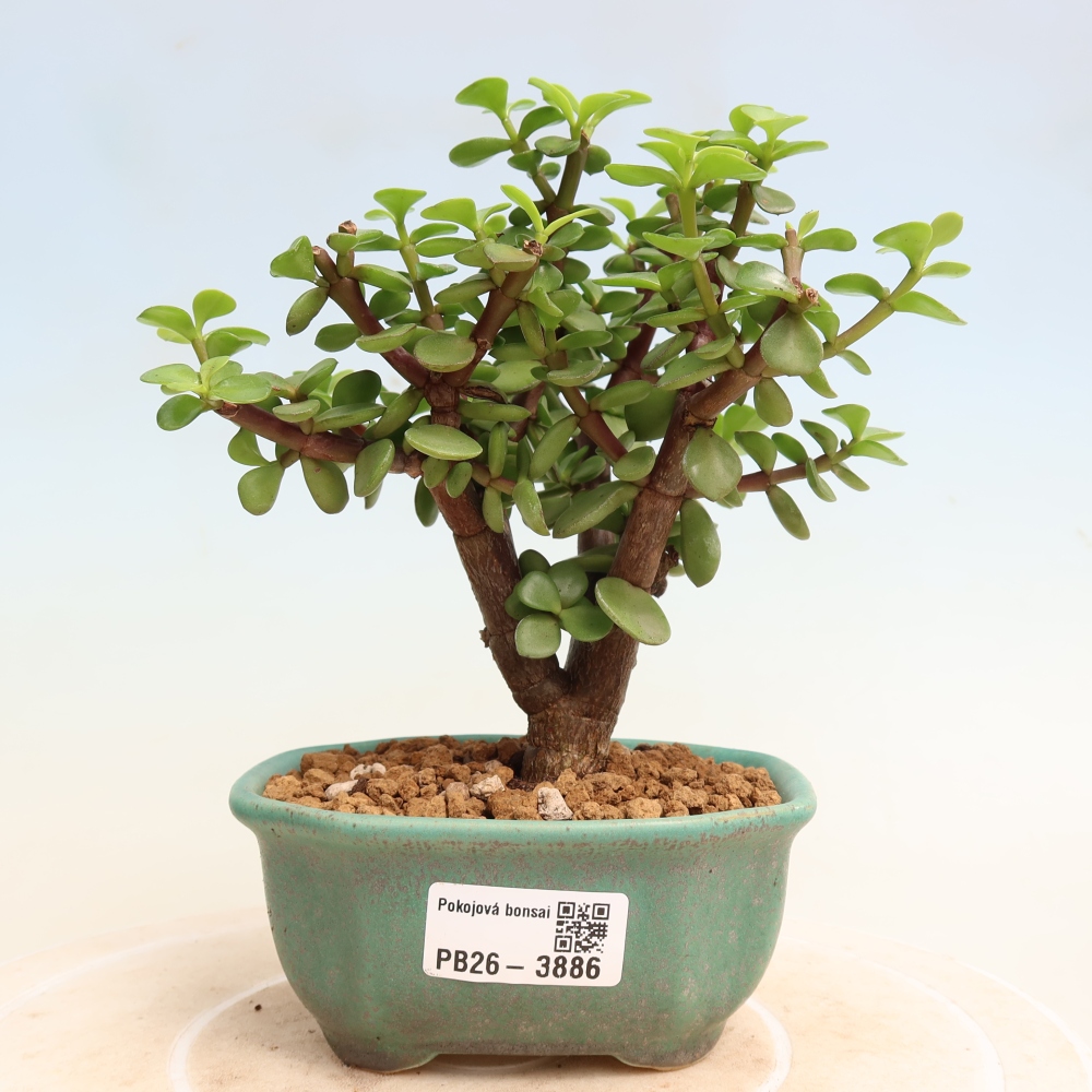 Kamerbonsai - Portulakaria Afra - Tlustice