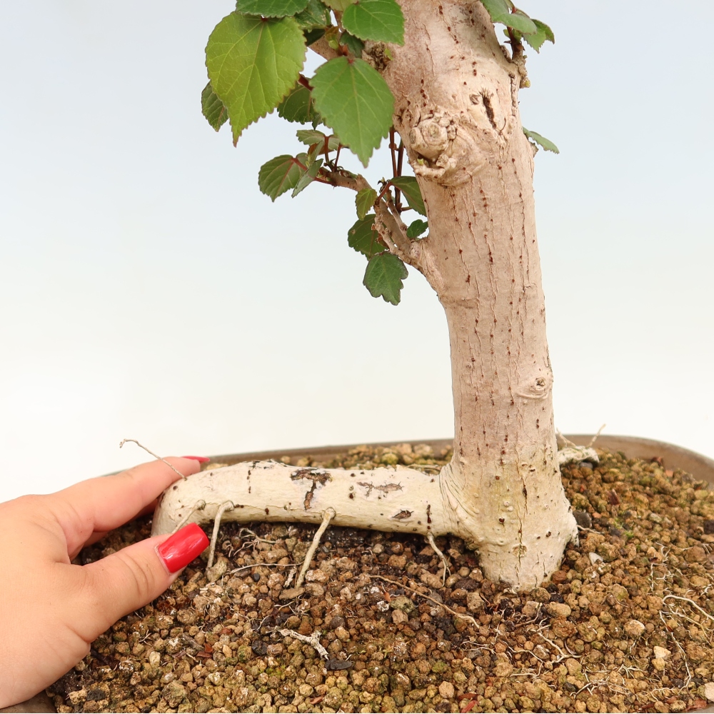 Bonsai voor binnen - Hibiscus tiliaceus - Zee Hibiscus