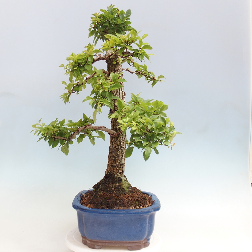 Bonsai voor buiten - Zelkova - Zelkova NIRE