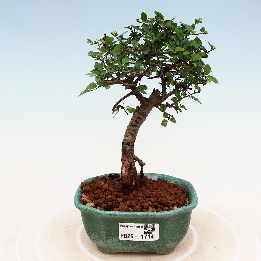 Kamerbonsai - Ulmus parvifolia - Winteriep