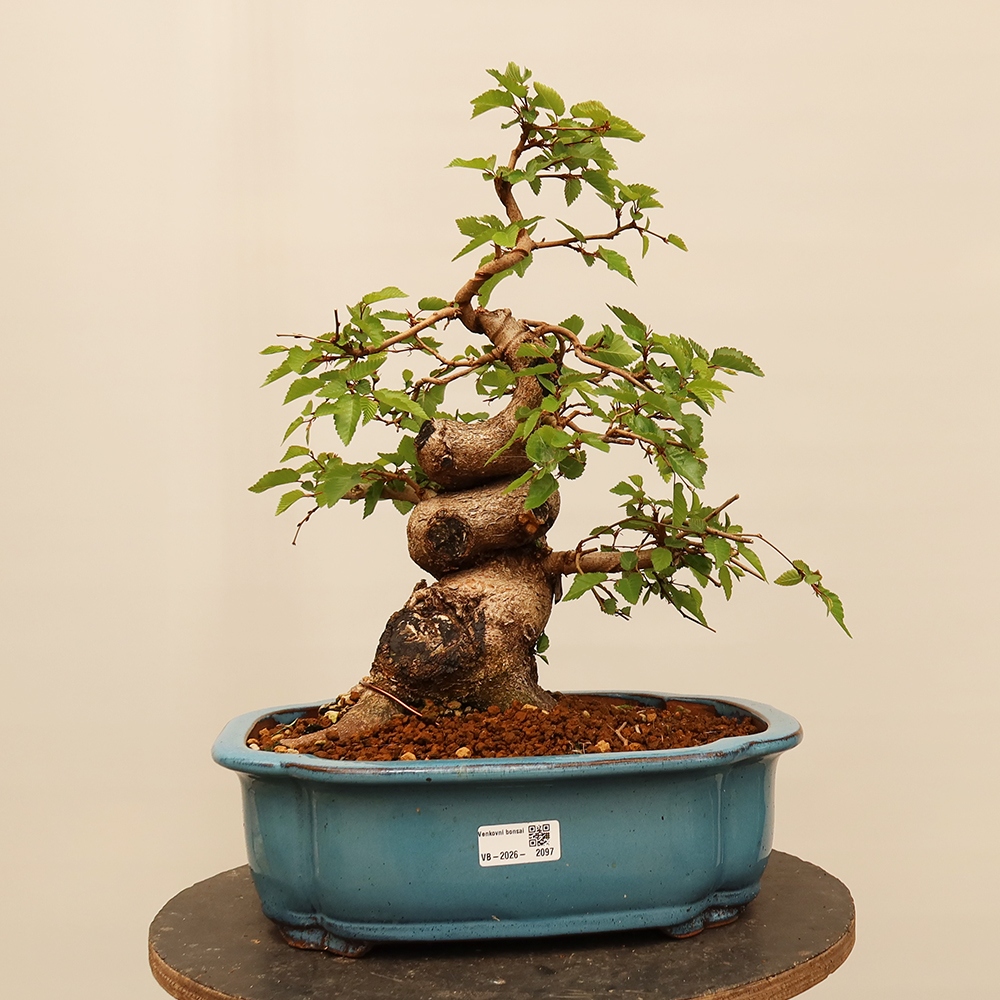 Bonsai voor buiten -Carpinus Coreana - Koreaanse haagbeuk