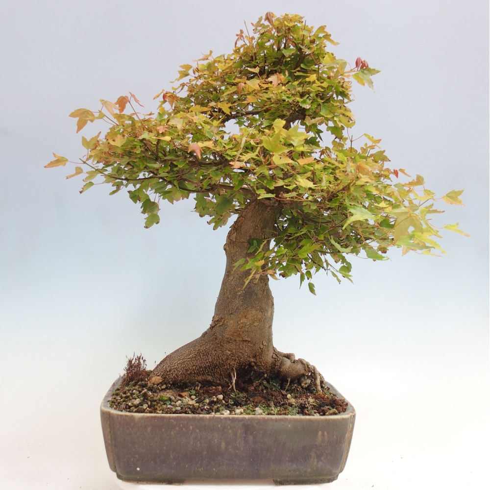 Bonsai voor buiten - Acer Buergerianum - Burgeresdoorn