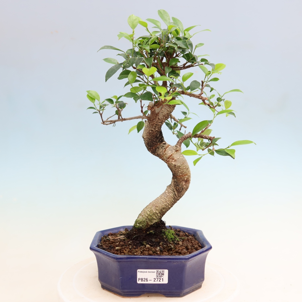 Kamerbonsai - Ficus kimmen - kleinbladige ficus