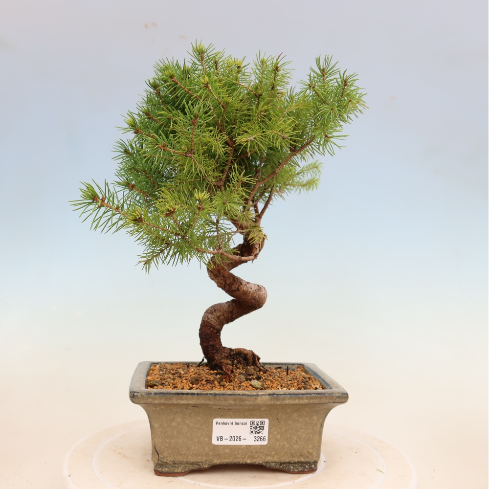 Bonsai voor buiten - Gewone spar - Picea glauca bol
