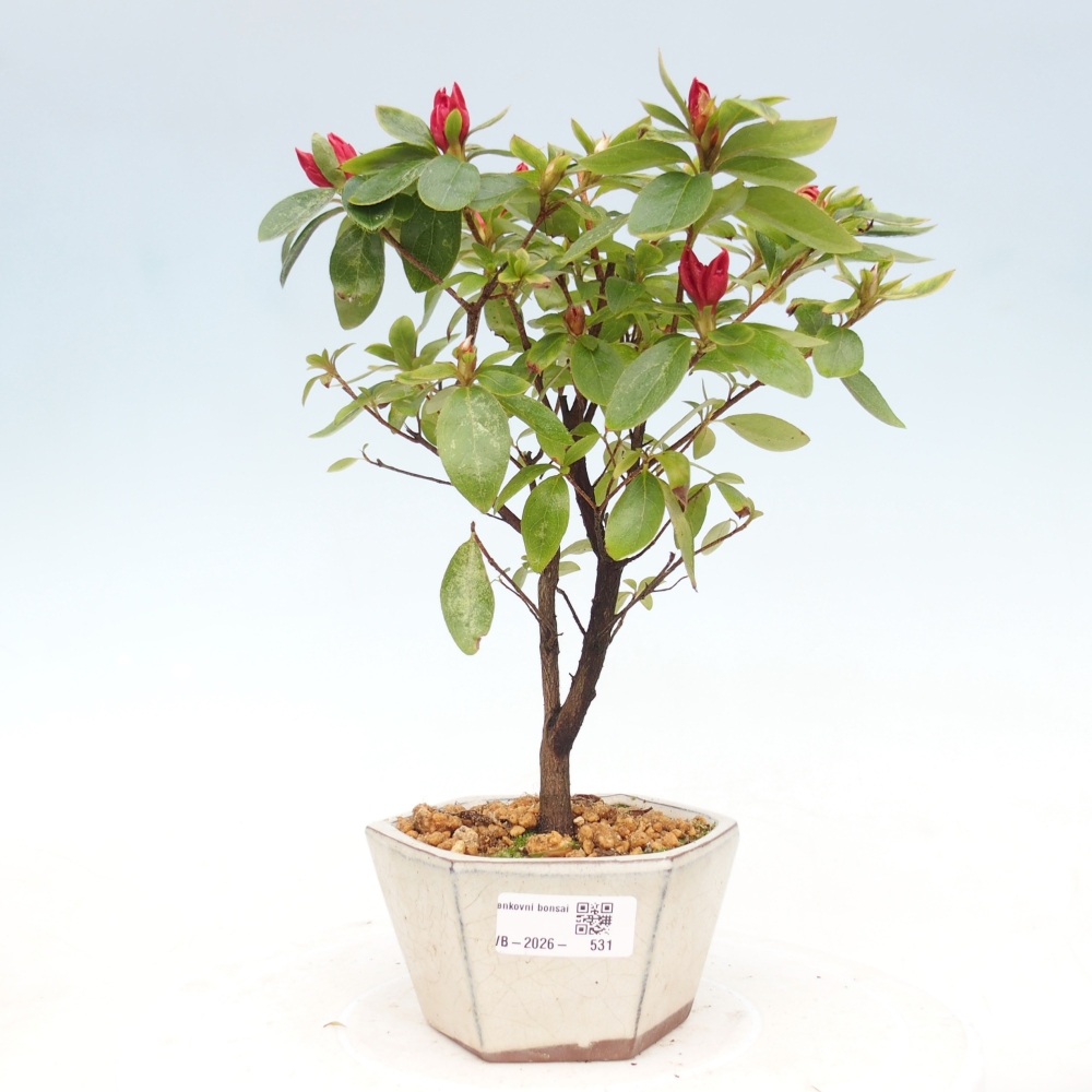 Bonsai voor buiten - Japanse azalea - Azalea sp.