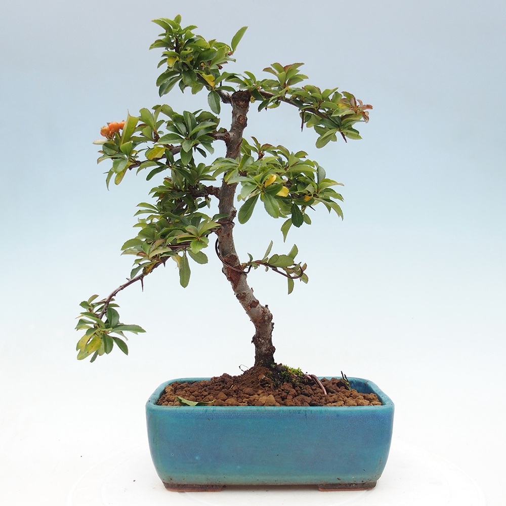 Bonsai-Pyracantha Teton voor buiten -Hlox
