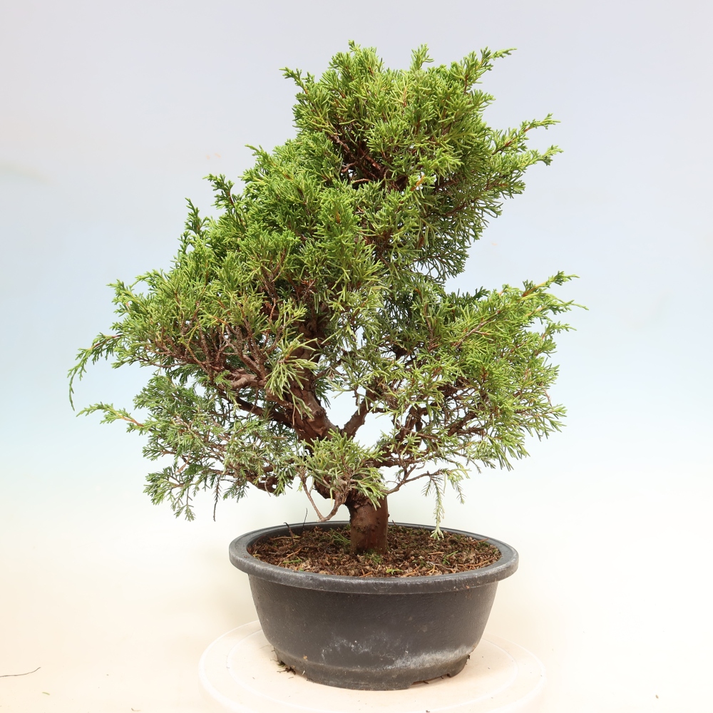 Bonsai voor buiten - Juniperus chinensis Itoigawa-Juniperus chinensis
