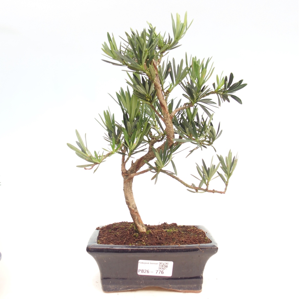 Kamerbonsai - Podocarpus - Taxus
