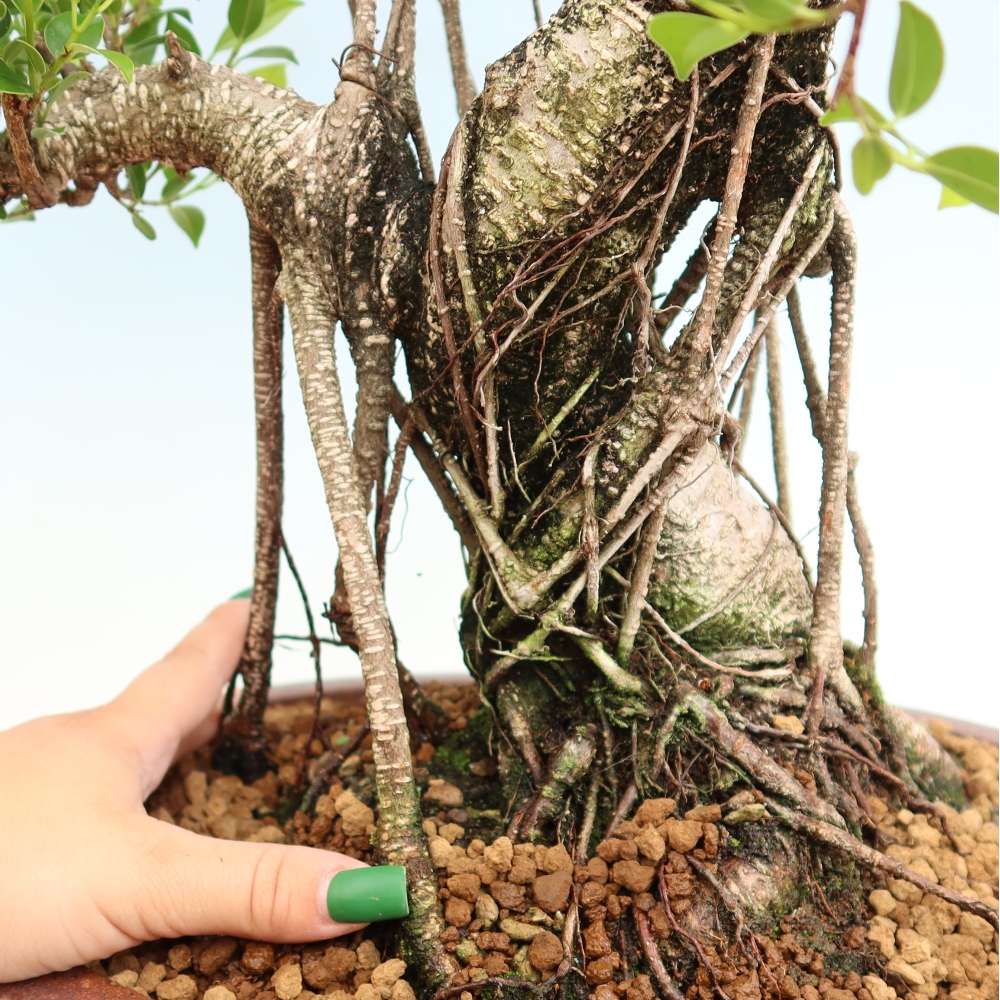 Kamerbonsai - Ficus kimmen - kleinbladige ficus