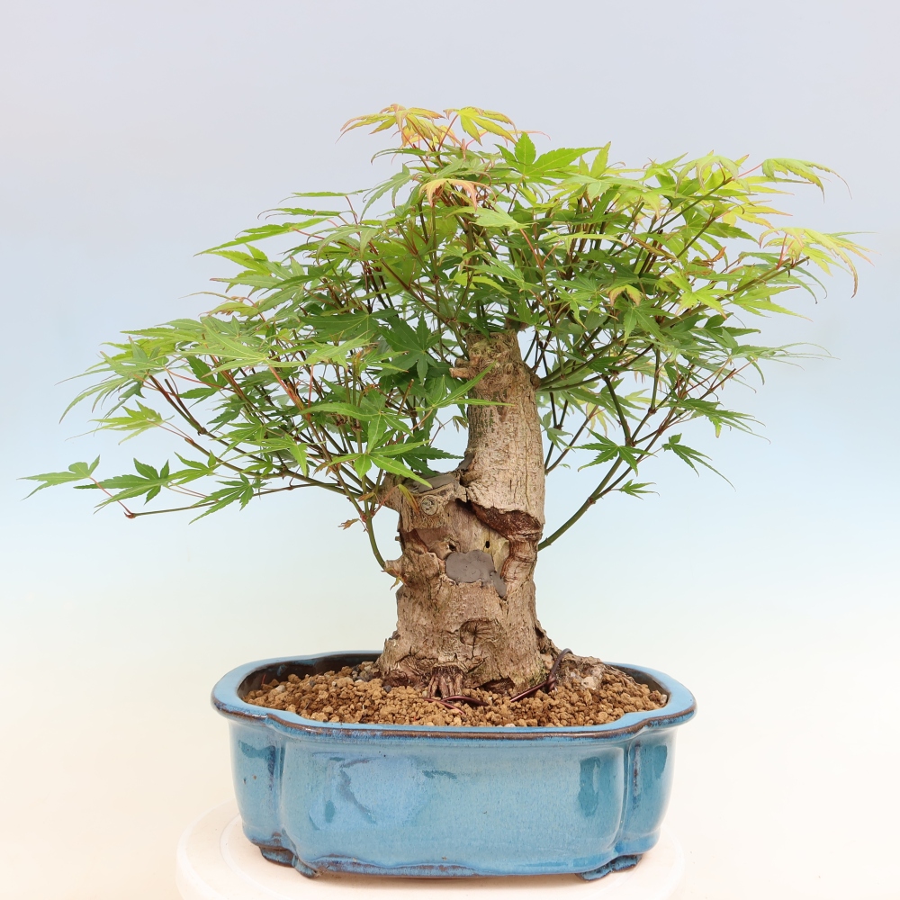 Bonsai voor buiten - Esdoorn Burger - Acer Burgerianum