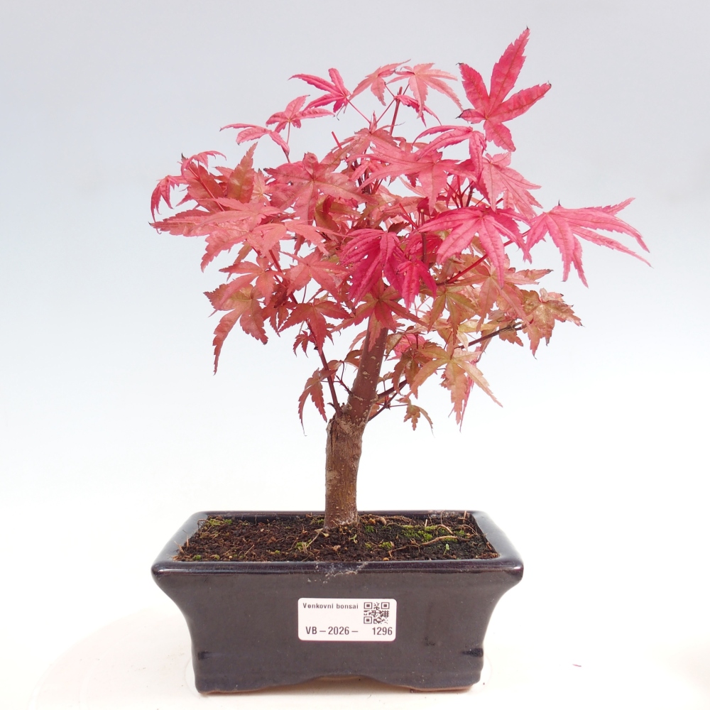 Bonsai voor buiten - Acer palmatum DESHOJO