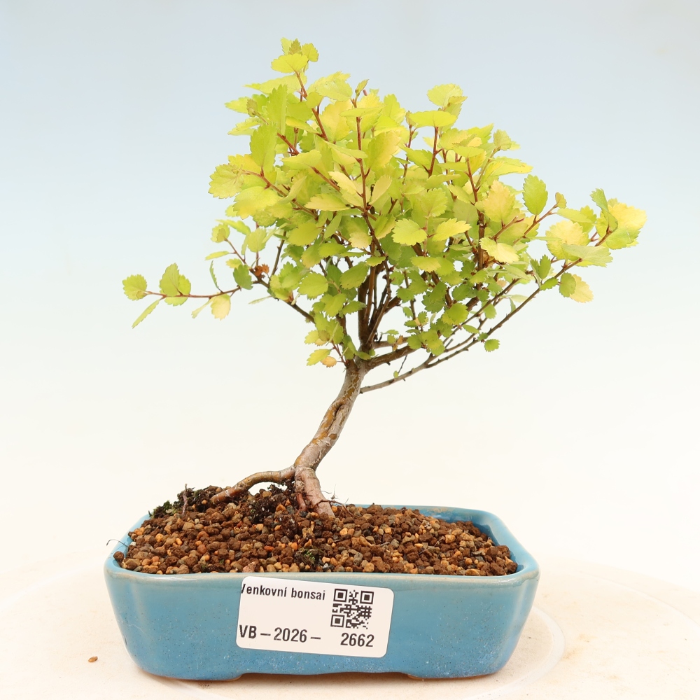 Bonsai voor buiten - Dwergberk - Betula NANA Treasure