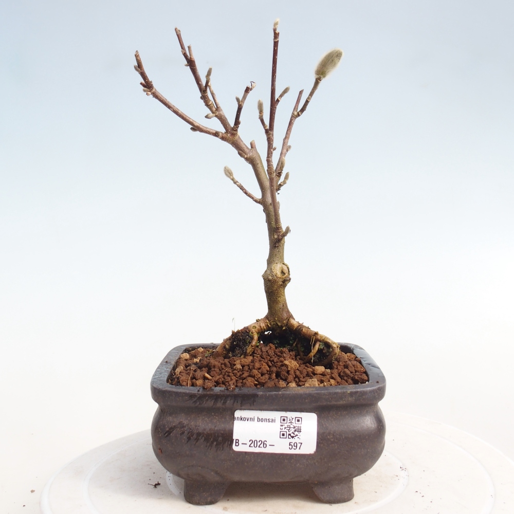 Bonsai voor buiten - Magnolia stellata
