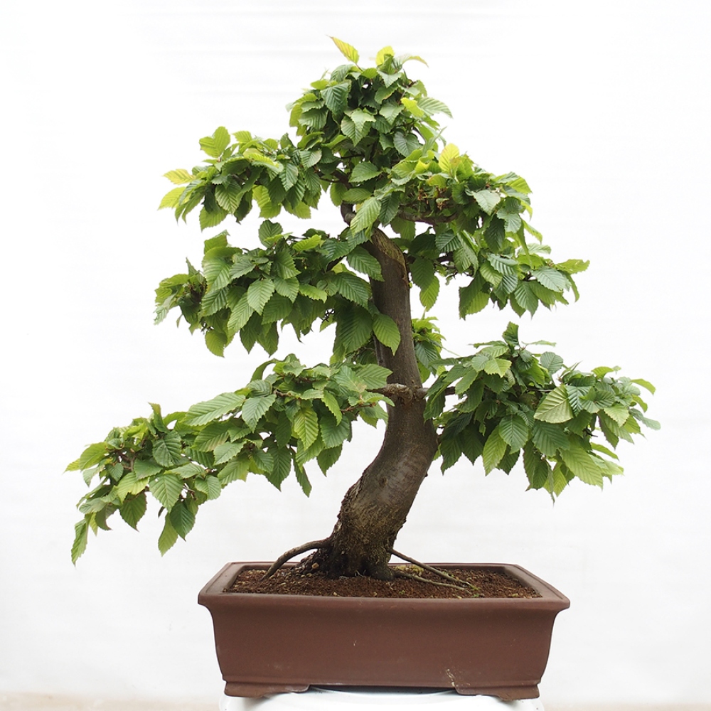 Bonsai voor buiten - Haagbeuk - Carpinus betulus