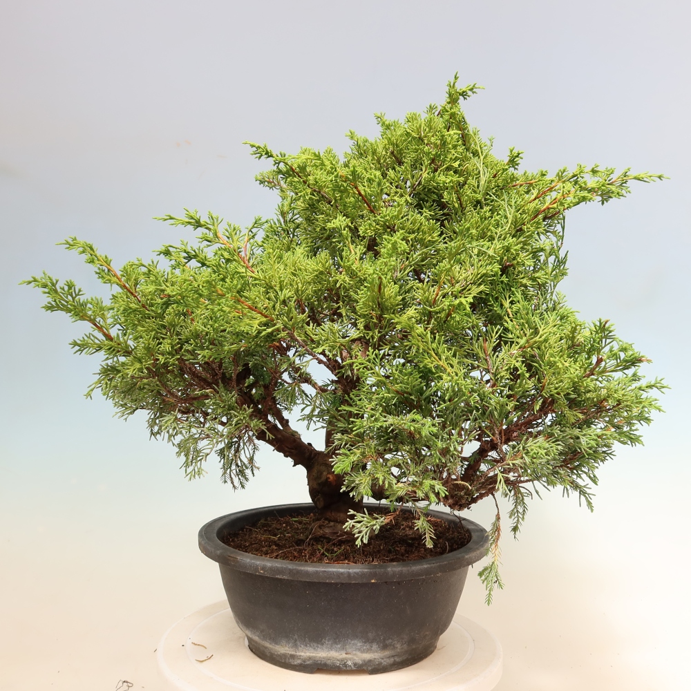 Bonsai voor buiten - Juniperus chinensis Itoigawa-Juniperus chinensis