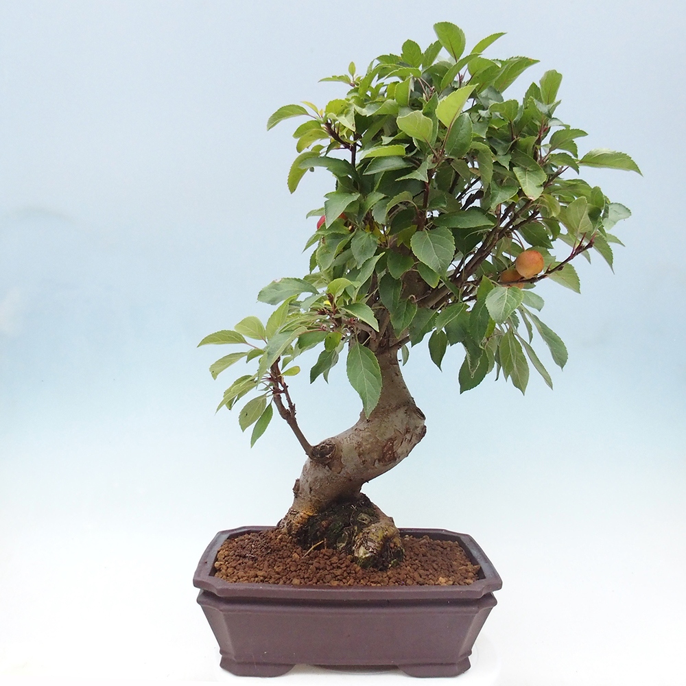 Bonsai voor buiten -Malus halliana - Appelboom met kleine vruchten