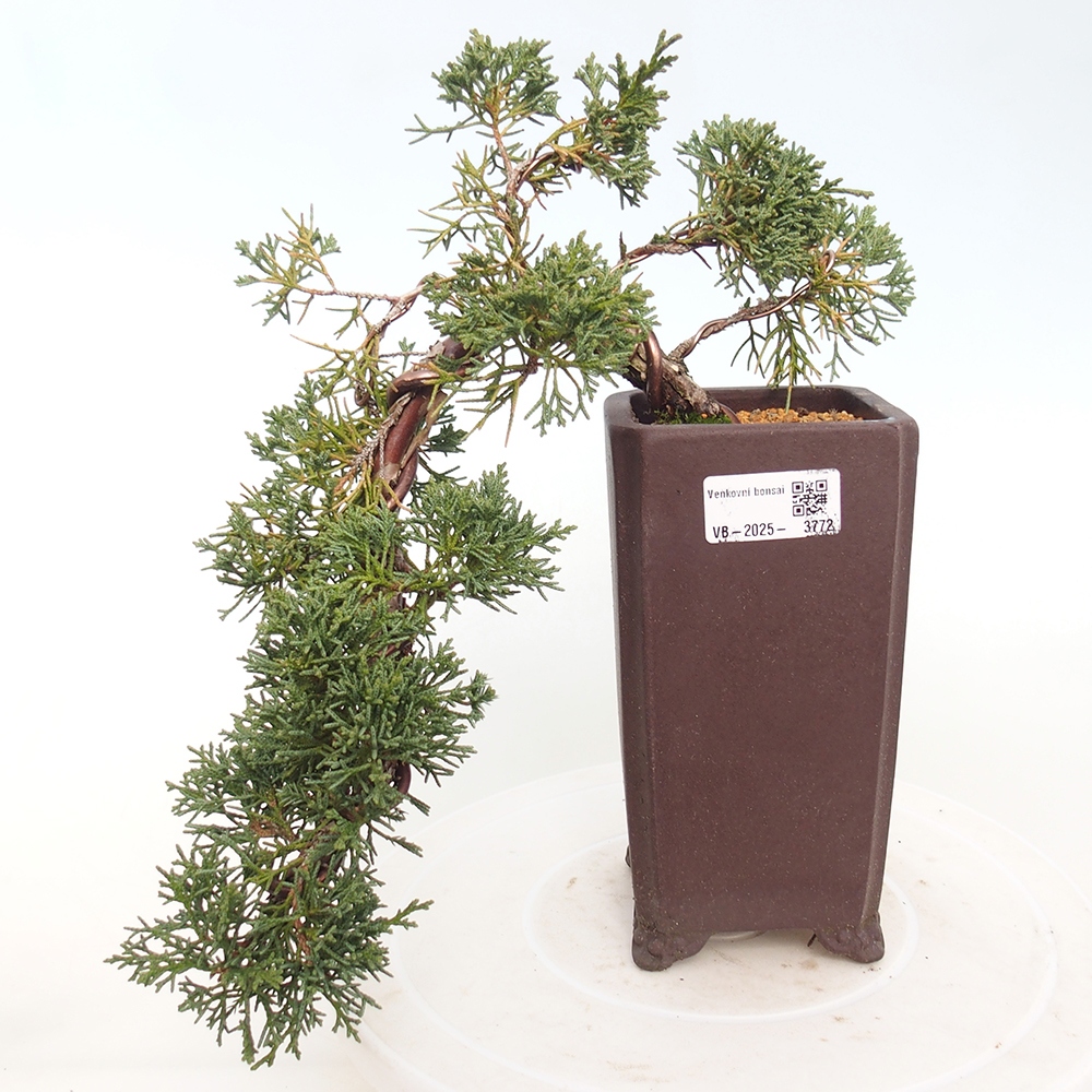 Bonsai voor buiten - Juniperus chinensis Kishu